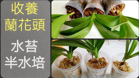 種植蘭花材料|蘭花種植材料使用指南：水苔、樹皮等，使用步驟全攻略 